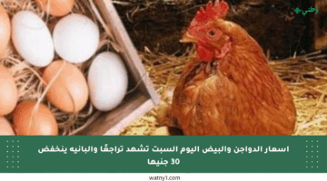 أسعار الدواجن والبيض اليوم السبت تشهد تراجعًا والبانيه ينخفض 30 جنيها